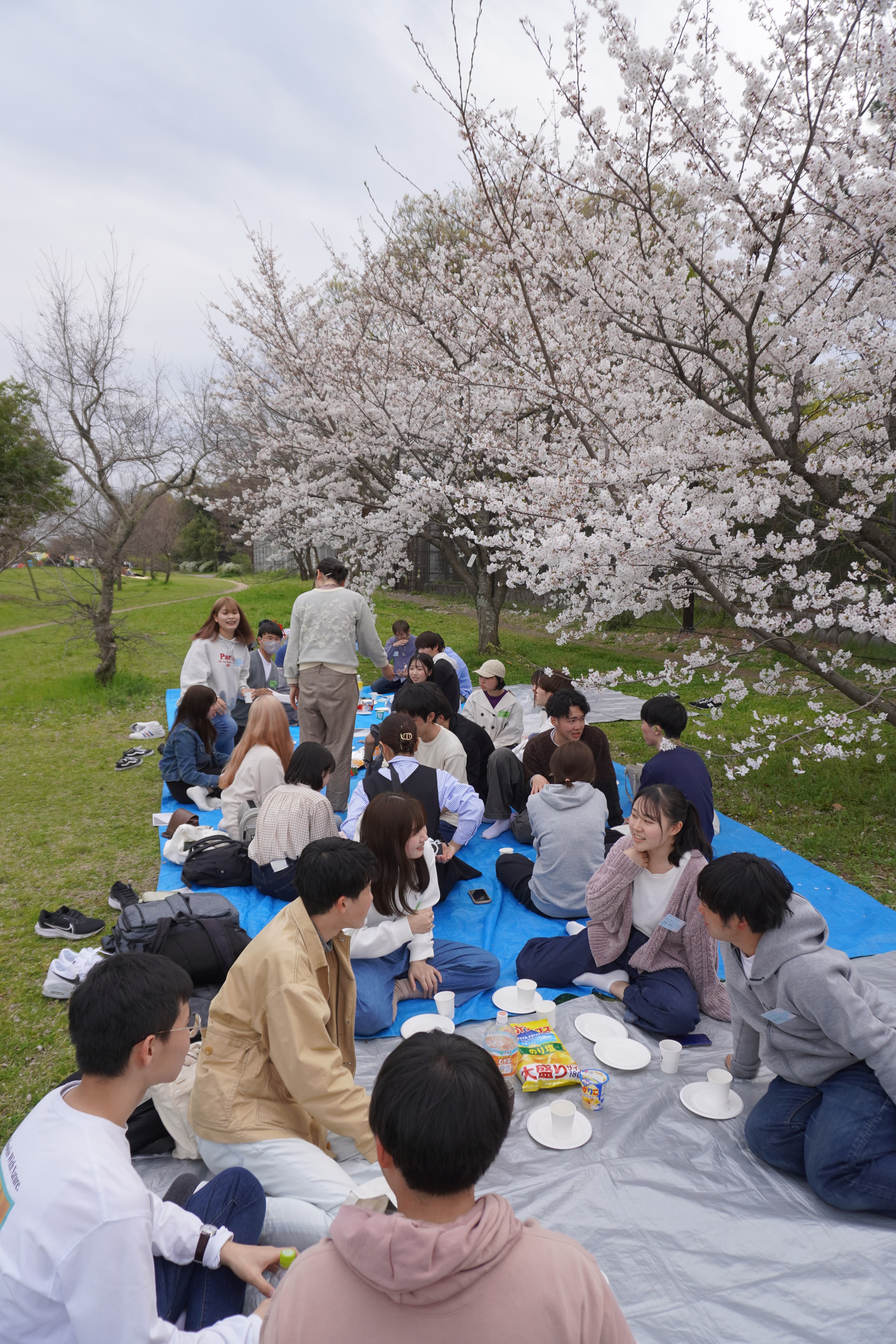 お花見の様子