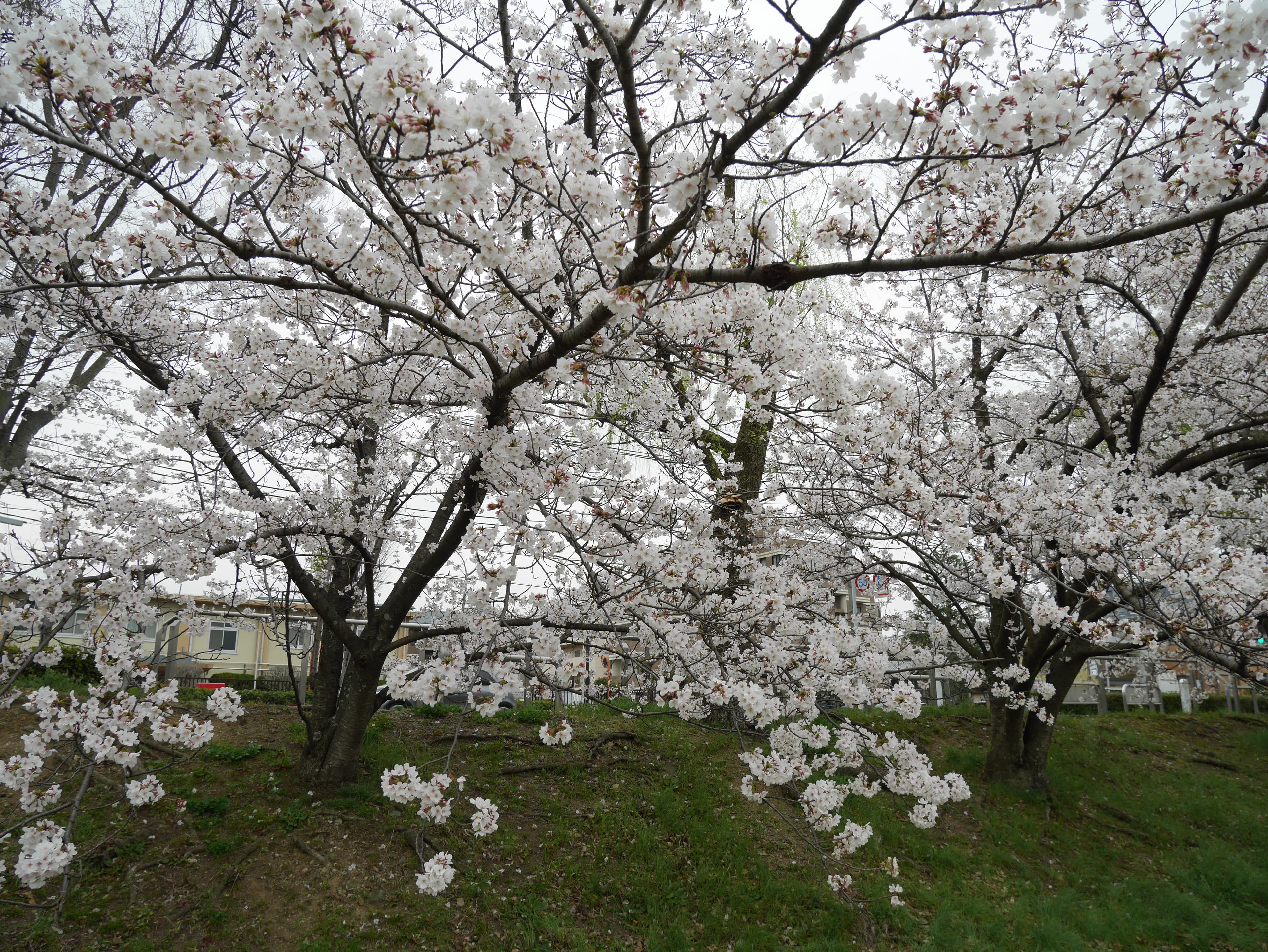 「お花見」の様子を掲載しました。