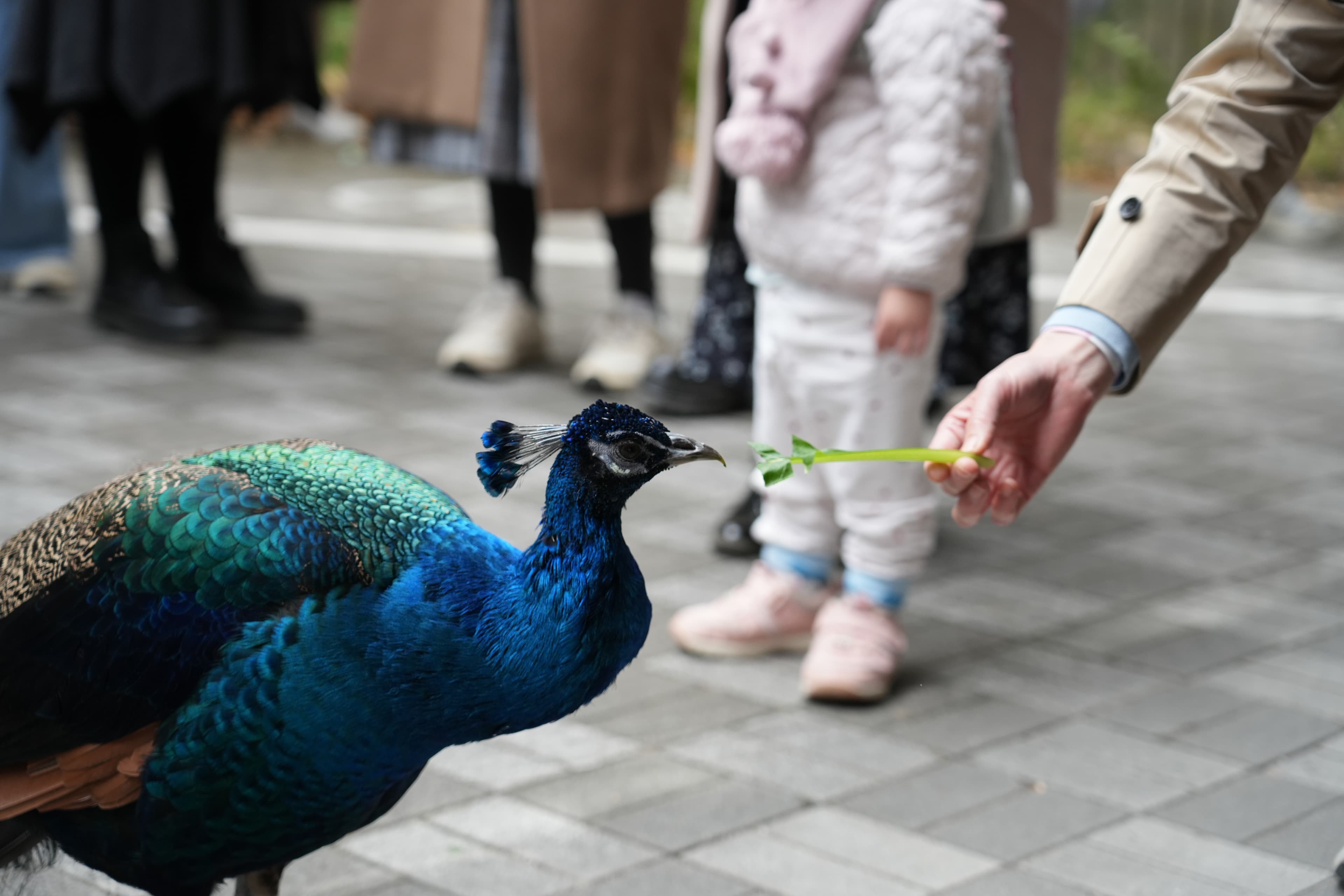 グラウンド企画でクジャクが展示されている様子